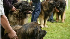 Mai-Schau für Leonberger Hunde in Leonberg-Eltingen: Wer sind die Schönsten im ganzen Land?